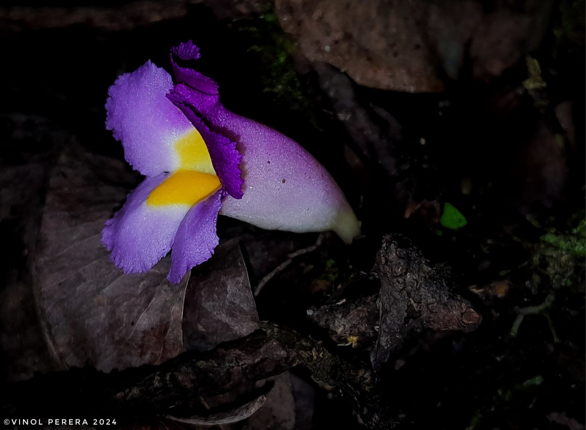 Christisonia tricolor Gardner